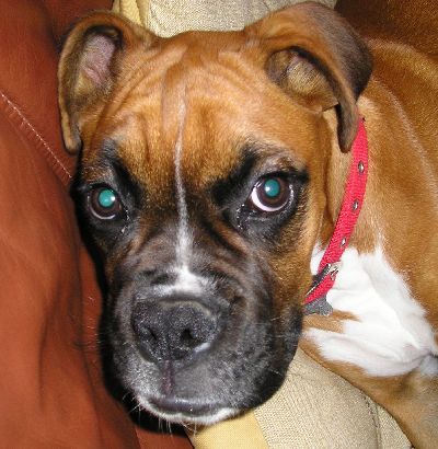 Scooby after waking up
