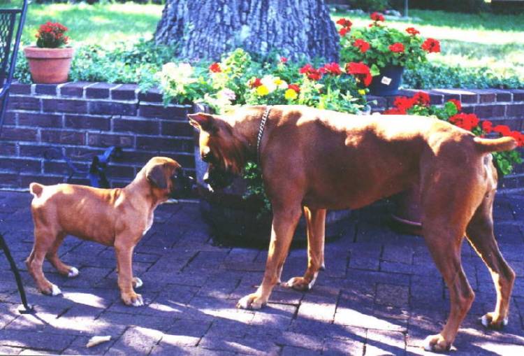 Scooby Doo and Scrappy too!