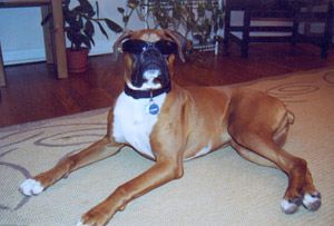 Scooby Doo goes Hollywood 2005