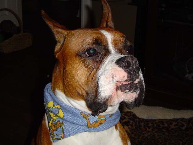 Scooby Doo!