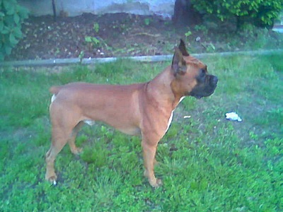 Scooby Doo