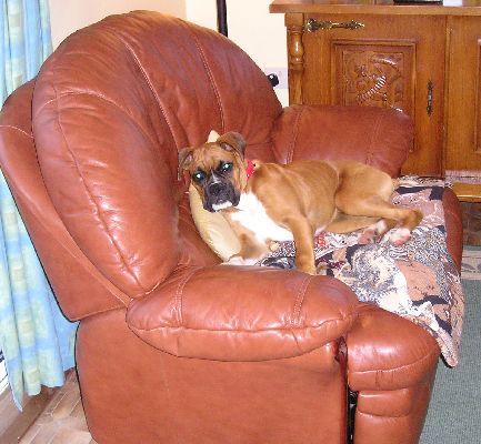 Scooby on my chair!