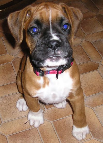 Scooby Sitting
