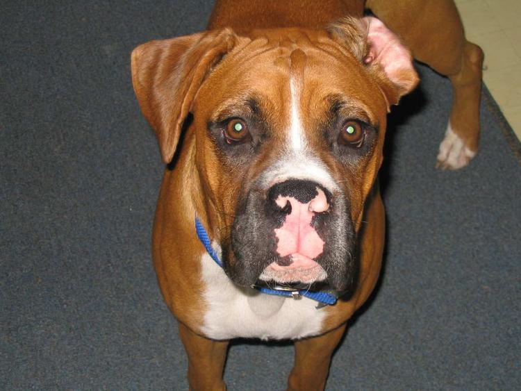 Scooby!