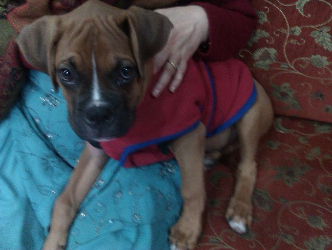 scooby