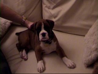 Scooby1