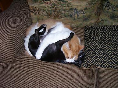 Scooter (cat) and Shelby (chihuahua)