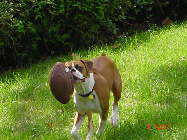 Scooters favorite new game!