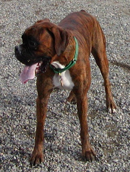 Scoping the Dog Park
