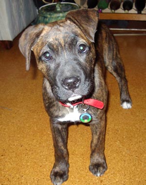 Scout