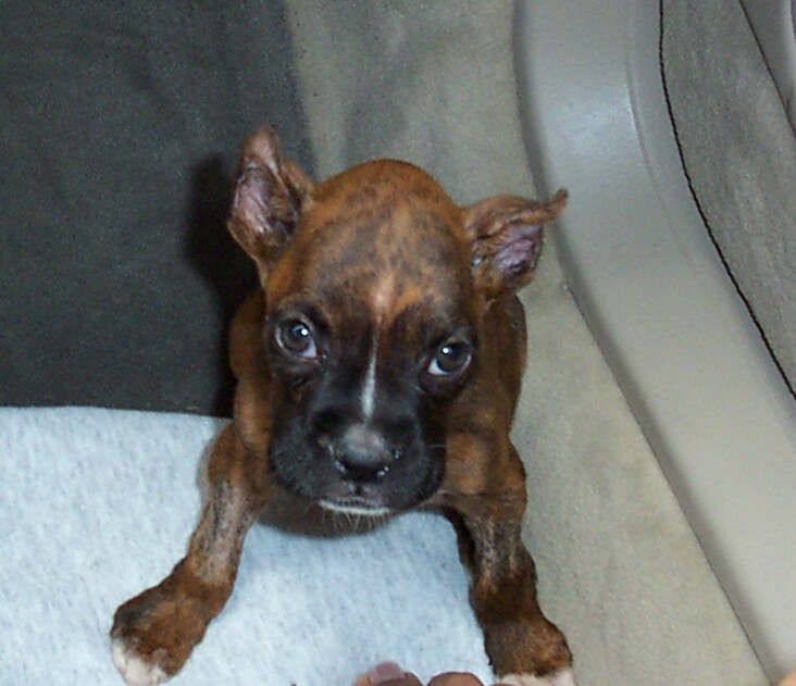 Scout