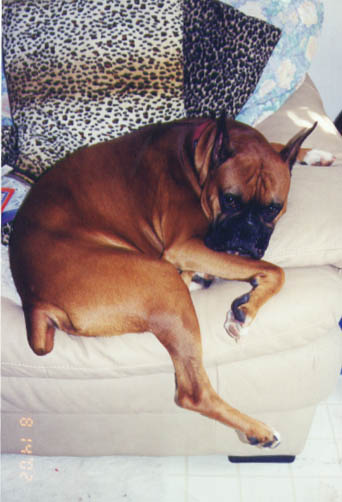 Scrapper can't quite fit in his usual position