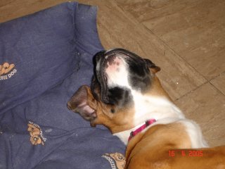 scratch my chin please