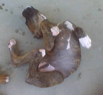 Scratch my tummie....pleaseee