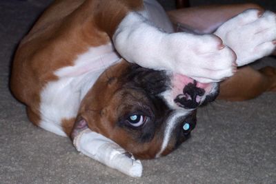 Scratch_my_ears_