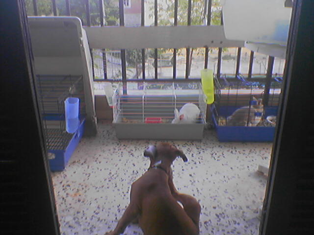 scratchiiiing in front of the rabbits