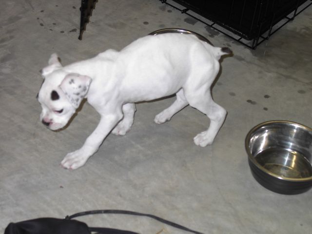 Scrawny Little Guy :-)