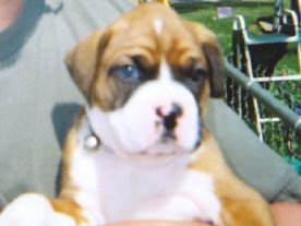 Seamus 4 wks
