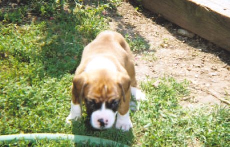 Seamus
