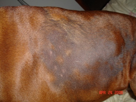 Seasonal Flank Alopecia #3