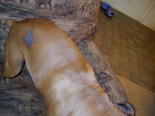 Seasonal Flank Alopecia2