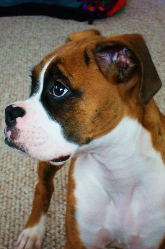 Sebastian @ 4 months old
