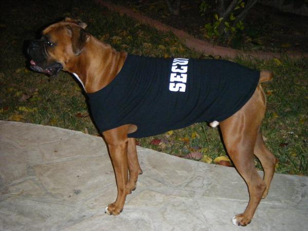 security dog on the look out...