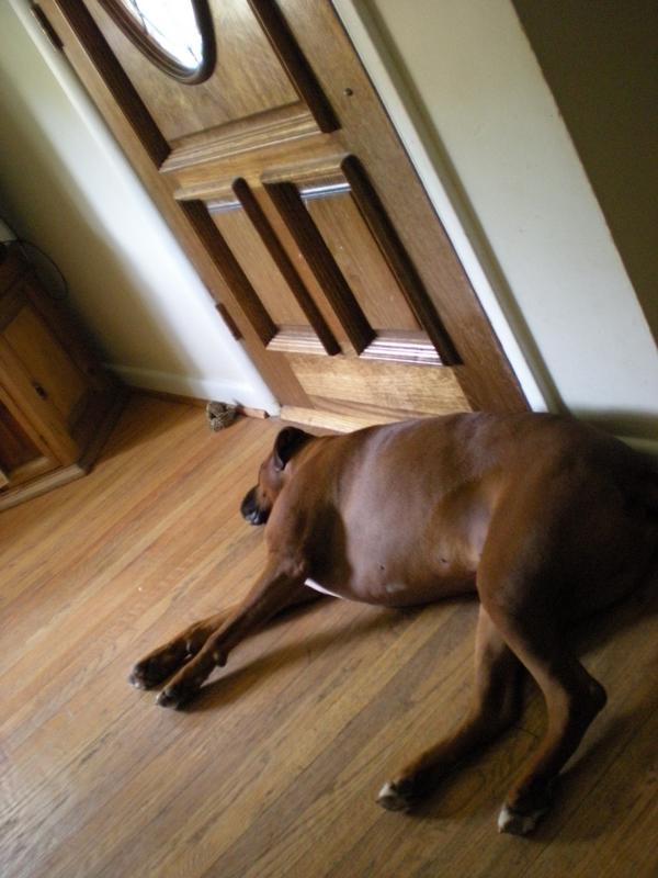 ...security dog sleeping on the job