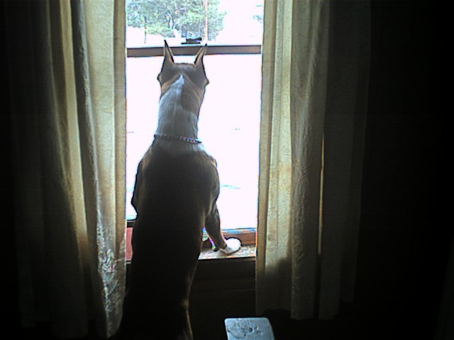 Security System Extraordinaire