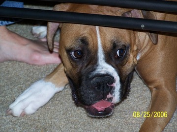 See- I can still fit under this coffee table!