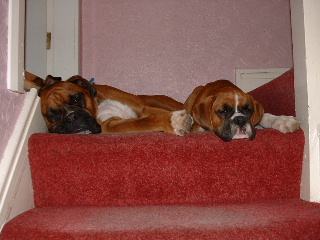 Seepy heads!!