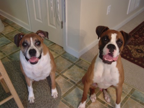 Semmi and Oscar
