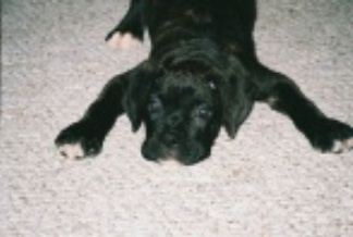 September 10th Rocco @ 10 Weeks