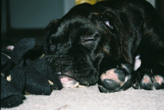 September 10th Rocco @ 10 Weeks