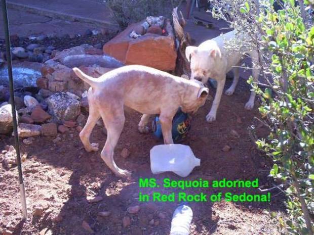 Sequoia wearing Red Rock of Sedona! TaTanka too.