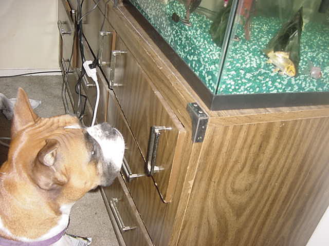 Sera found the fishes