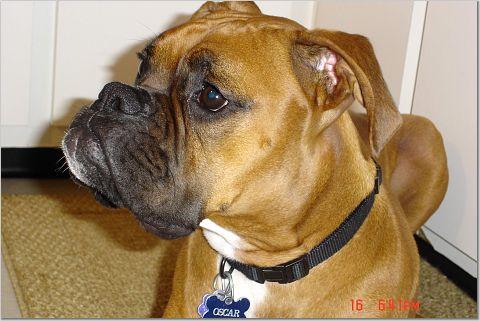 Serious Oscar