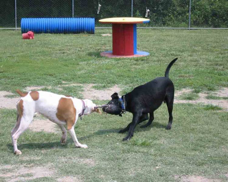 Serious tug-of-war