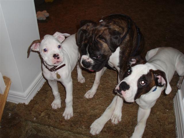 Seven, Chance and Capone