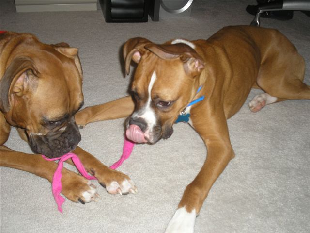 Seven mo. old Rocky playing w/ his new big sister, Ali