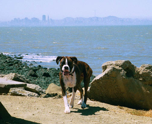 SF Skyline
