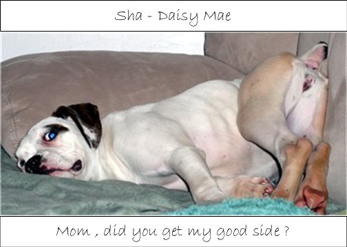 Sha - Daisy Mae