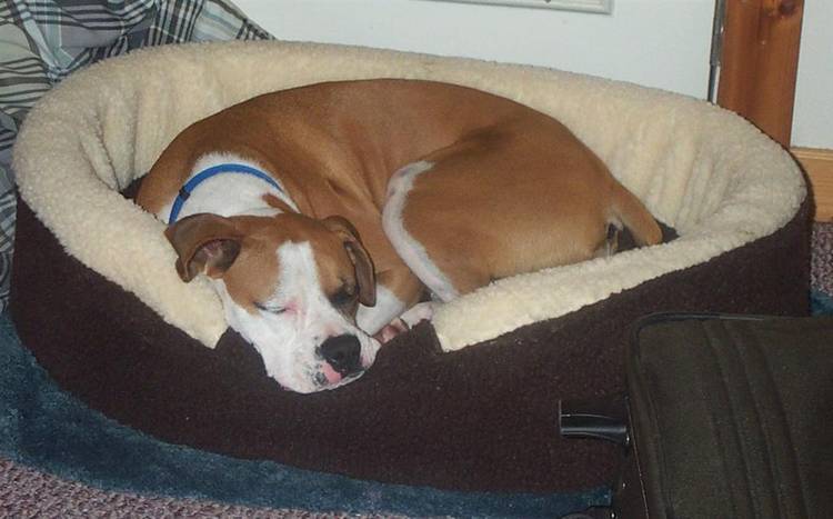 Shadow in her Bed