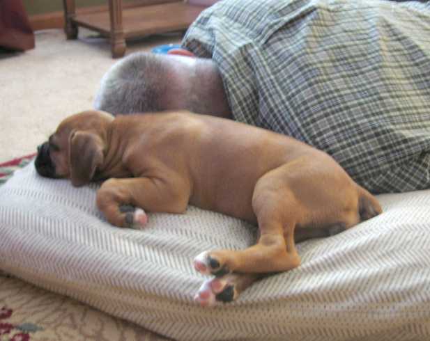 Shae 7-8 wks.