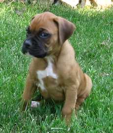 Shae-7 wks.