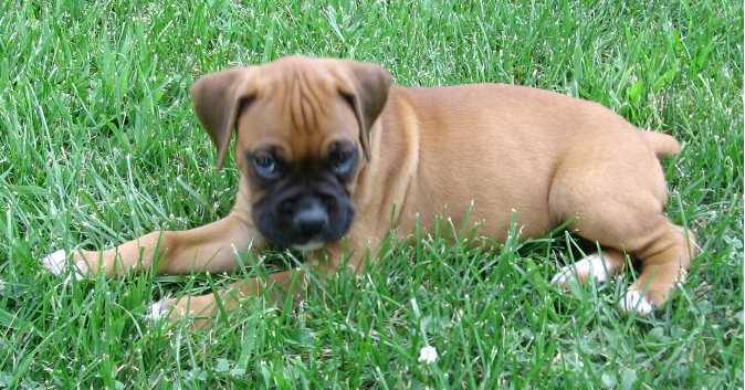 Shae 7 wks.