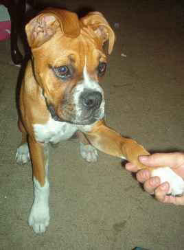 Shake....good boy!