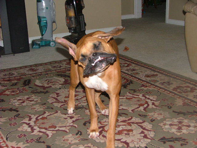 shaking