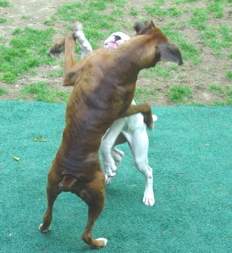 Shall we dance? II