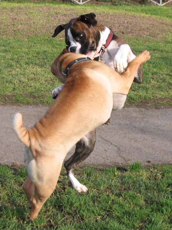 Shall we dance?